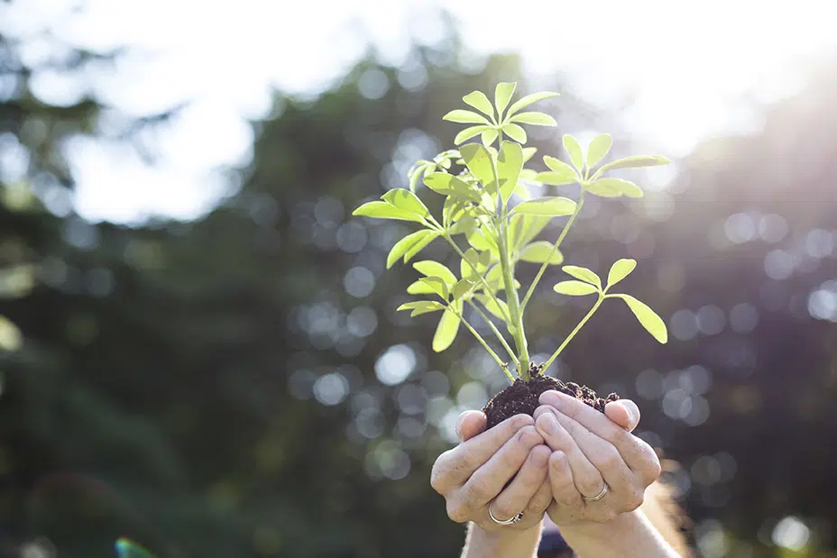 Person Holding Plantweb corporate social responsibility