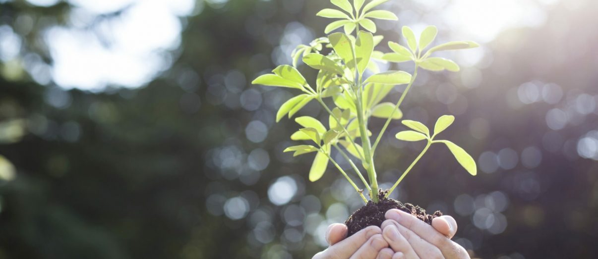 Person-Holding-Plant